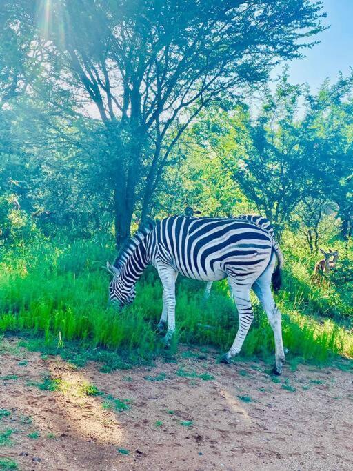 Wildheart Safari - Zesty Zebra Apartment Hoedspruit Exterior photo